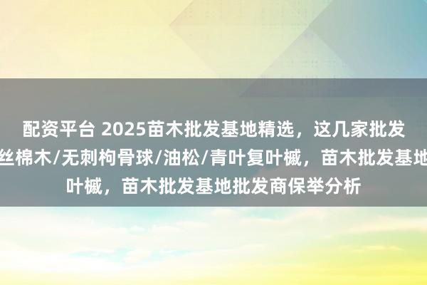 配资平台 2025苗木批发基地精选，这几家批发商实力轶群！，丝棉木/无刺枸骨球/油松/青叶复叶槭，苗木批发基地批发商保举分析